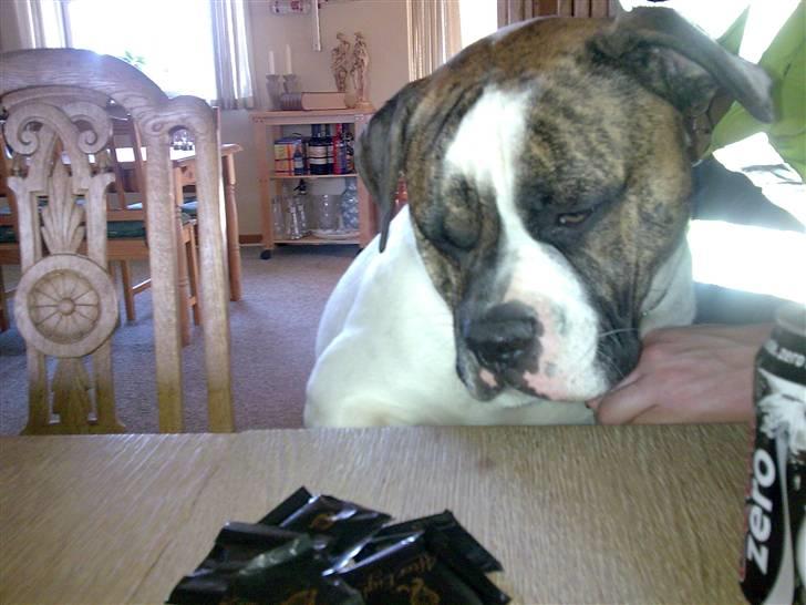 Amerikansk bulldog Bumle billede 10