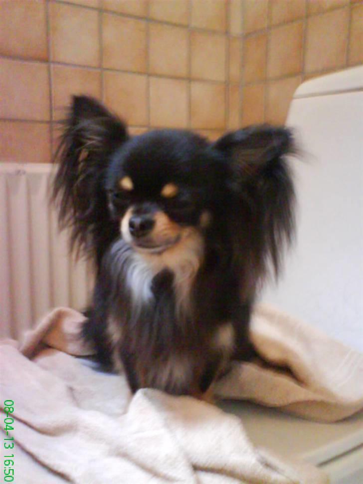 Chihuahua Tyson - Træt efter et dejligt bad billede 7