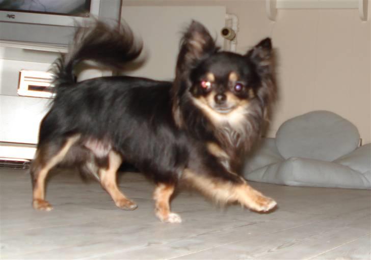 Chihuahua Tyson billede 8