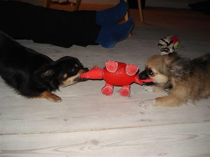 Chihuahua Tyson - Tyson og Amigo billede 9