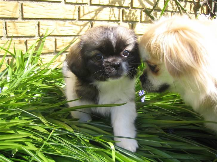 Tibetansk spaniel Follow Oriental Silk - Silke og Cespa.... billede 5