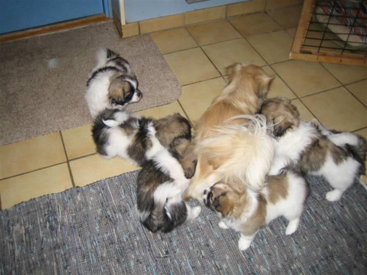 Tibetansk spaniel Follow Oriental Silk - Et sidste farvel til mor - prøver lige at få en tår mælk billede 6