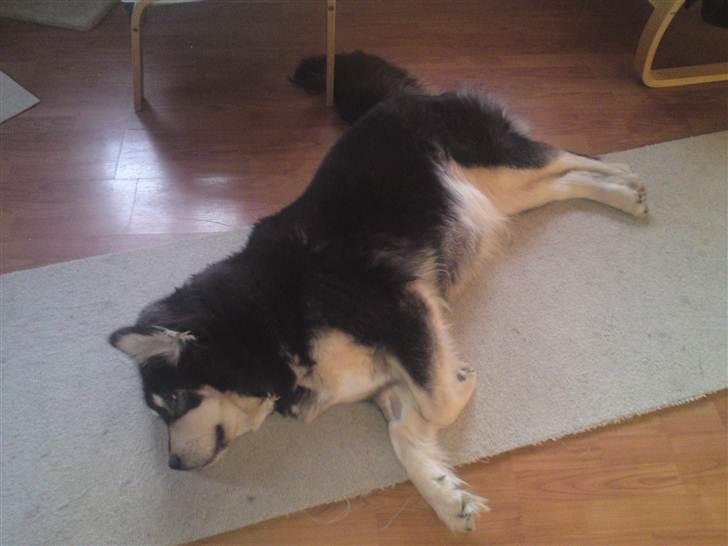 Tibetansk mastiff Tseepo billede 9