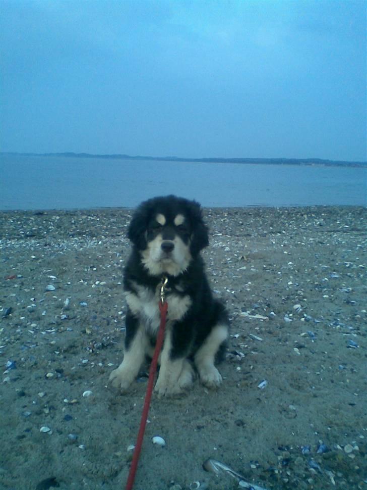 Tibetansk mastiff Tseepo - 10 UGER billede 10