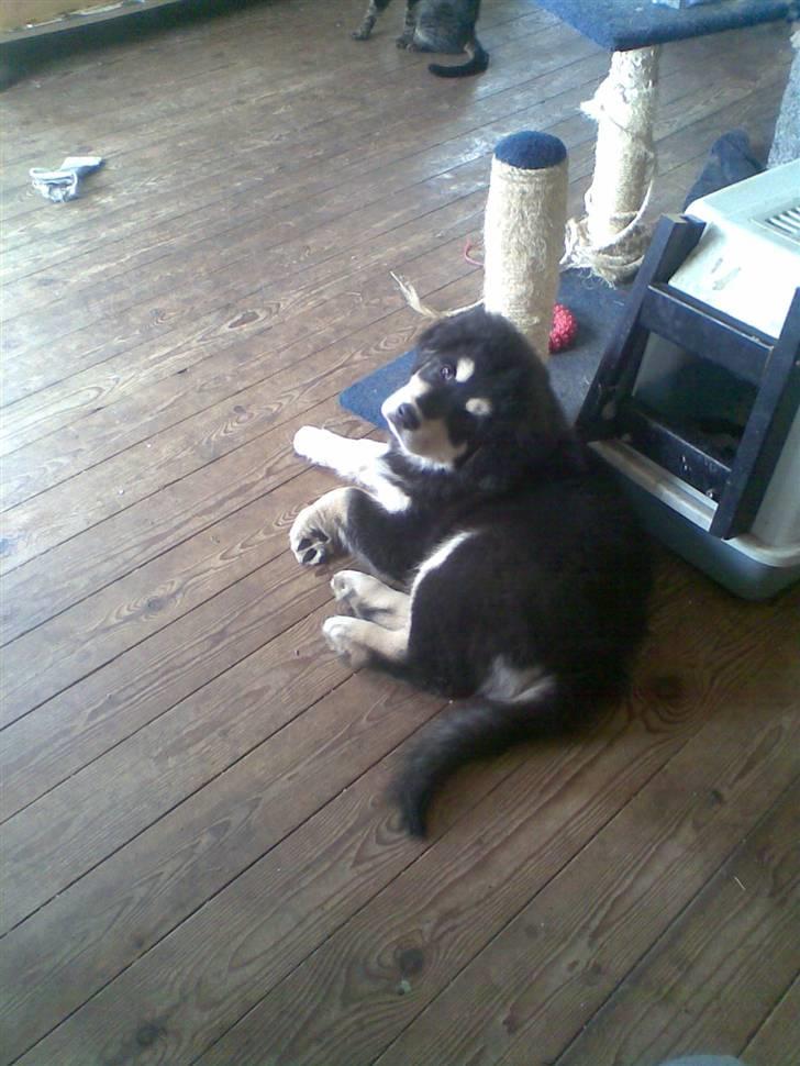 Tibetansk mastiff Tseepo - 9 UGER billede 11