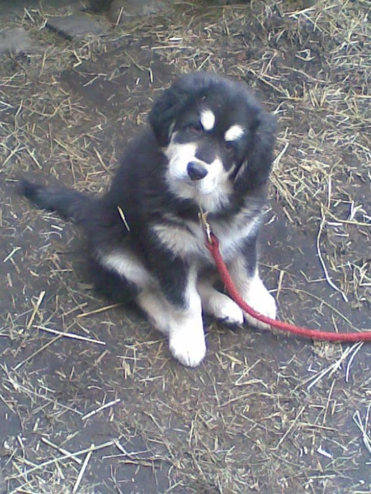Tibetansk mastiff Tseepo - 9 UGER billede 12