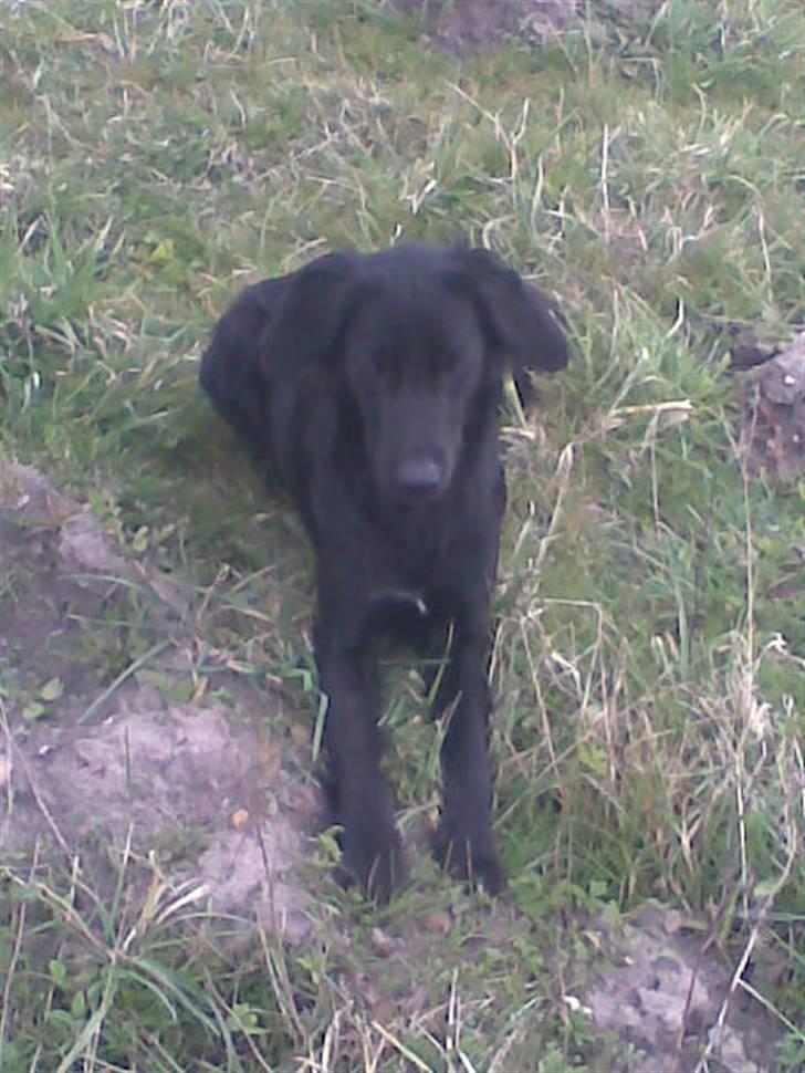 Blanding af racer Happy  billede 11