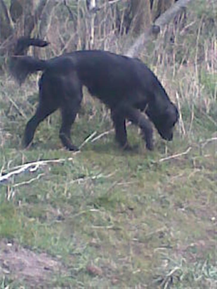 Blanding af racer Happy  billede 12