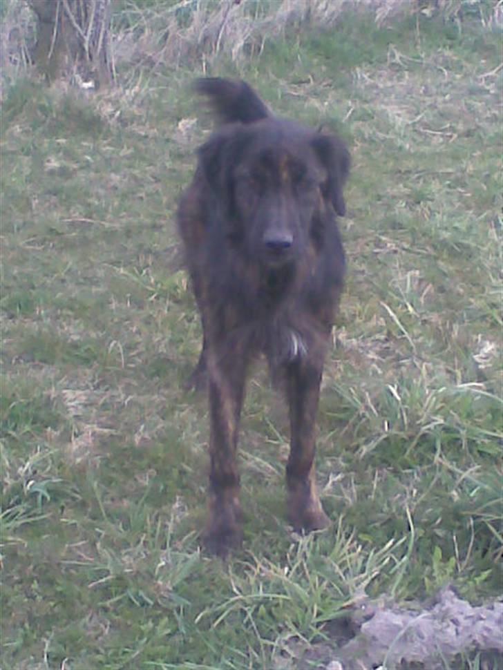 Blanding af racer Lucky  billede 7