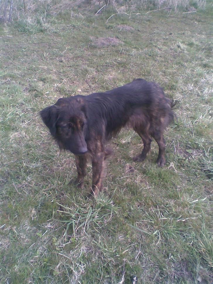 Blanding af racer Lucky  billede 8