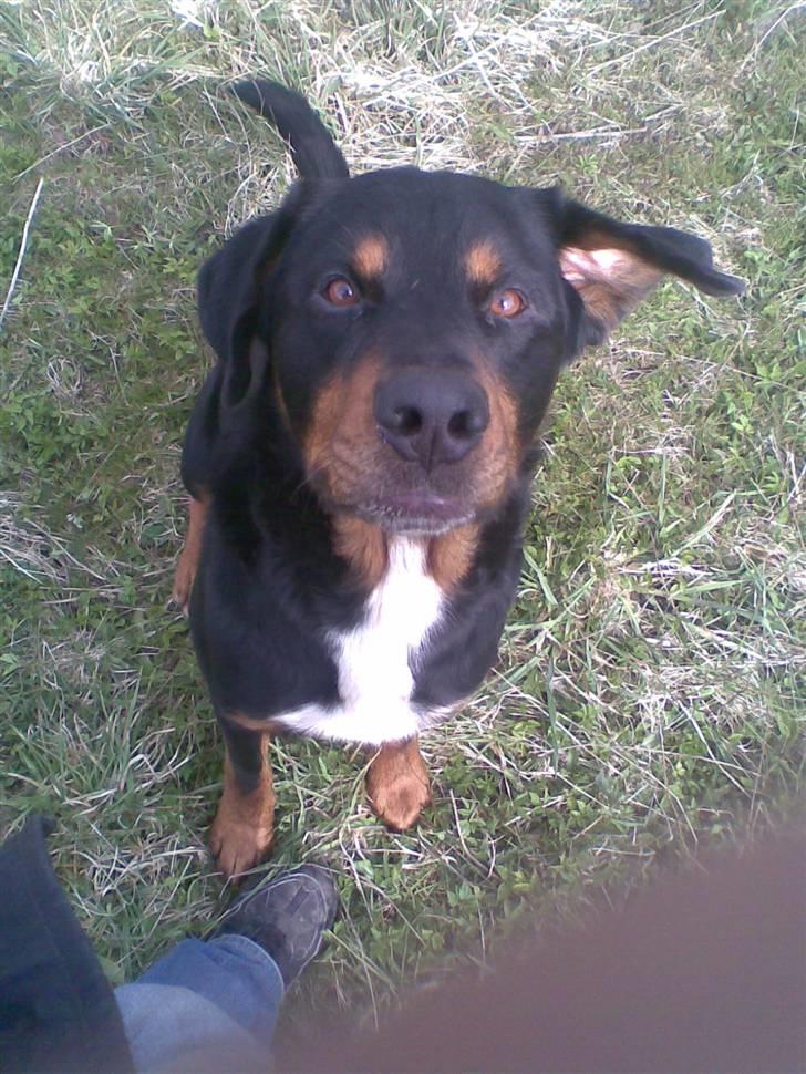 Blanding af racer Ricko billede 8