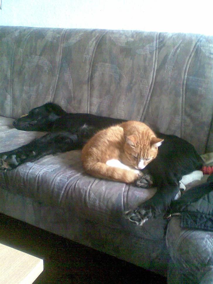 Blanding af racer Happy  billede 13