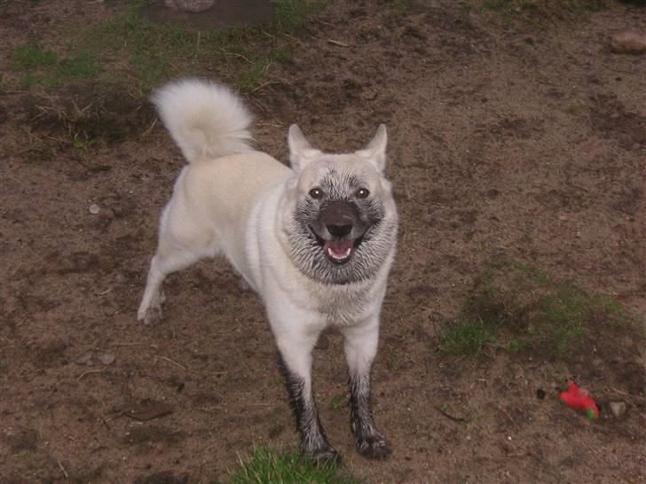 Norsk buhund Chavez (2001-2012) - "Jeg forstår altså ikke, hvorfor jeg ikke må komme ind uden at få tørret poterne." billede 14