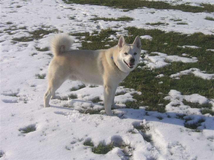 Norsk buhund Chavez (2001-2012) - "Jubii, der er kommet sne" billede 15