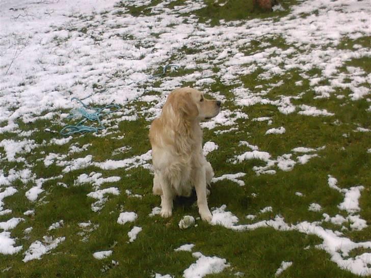 Golden retriever dino - her er jeg i farmor og farfar have billede 16