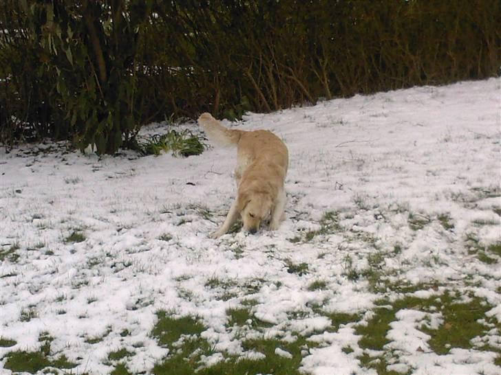 Golden retriever dino - elsker sne billede 17