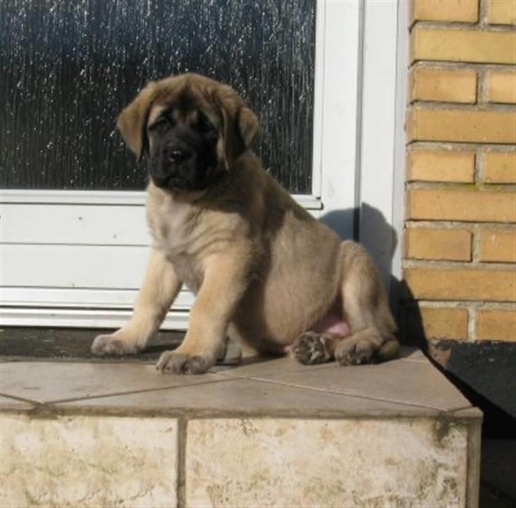 Mastiff Mocca - Hugedogge Rebecca - My home is my castle - Mocca elsker at sidde på trappestenen og følge trafikken udenfor billede 5