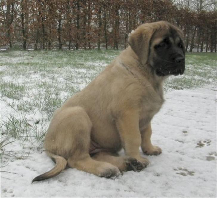 Mastiff Mocca - Hugedogge Rebecca - 10 uger og den første sne billede 6