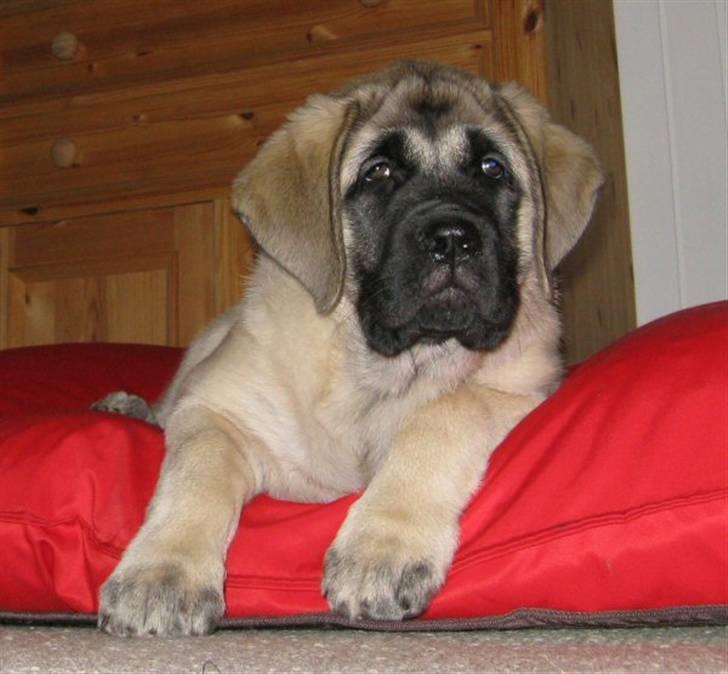 Mastiff Mocca - Hugedogge Rebecca - 11 uger og Mocca elsker sin pude.... billede 7