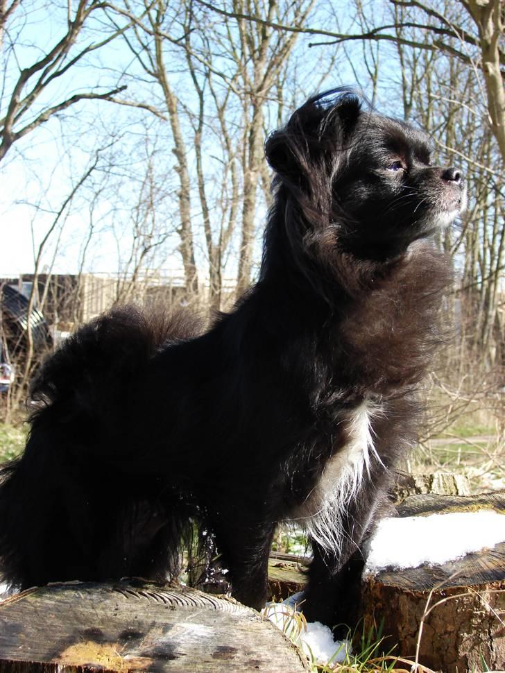 Blanding af racer Bella billede 15