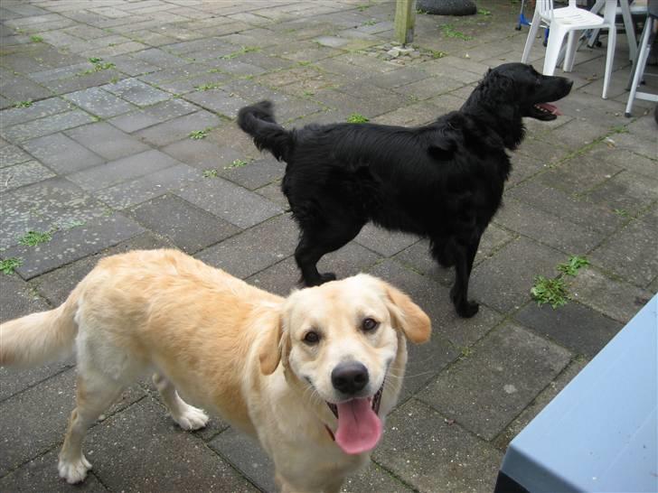 Golden retriever Bella billede 7