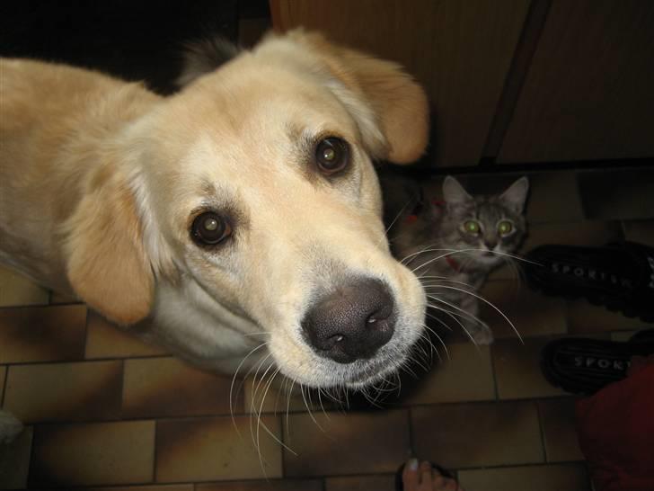 Golden retriever Bella billede 9