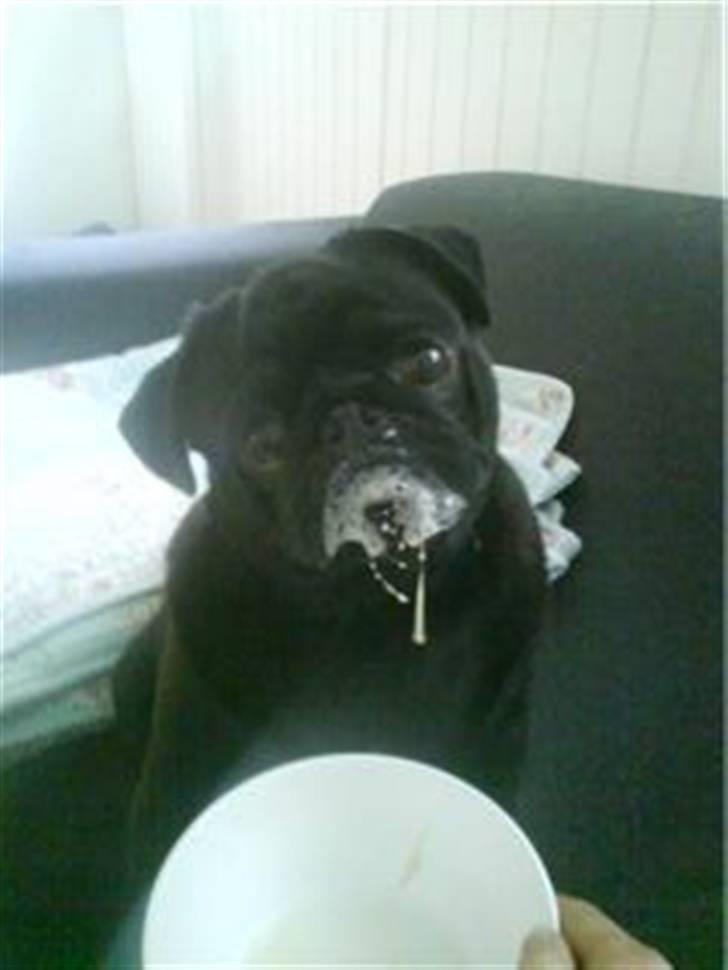 Mops Sokrates billede 6