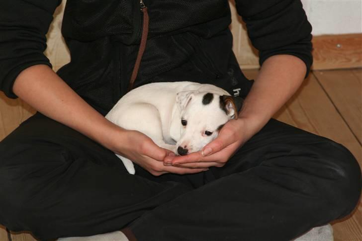 Jack russell terrier *Brænøres Lulu* billede 2