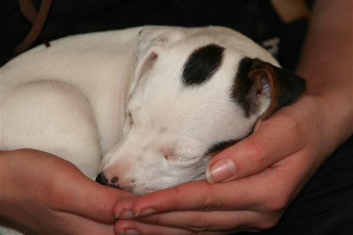 Jack russell terrier *Brænøres Lulu* billede 3