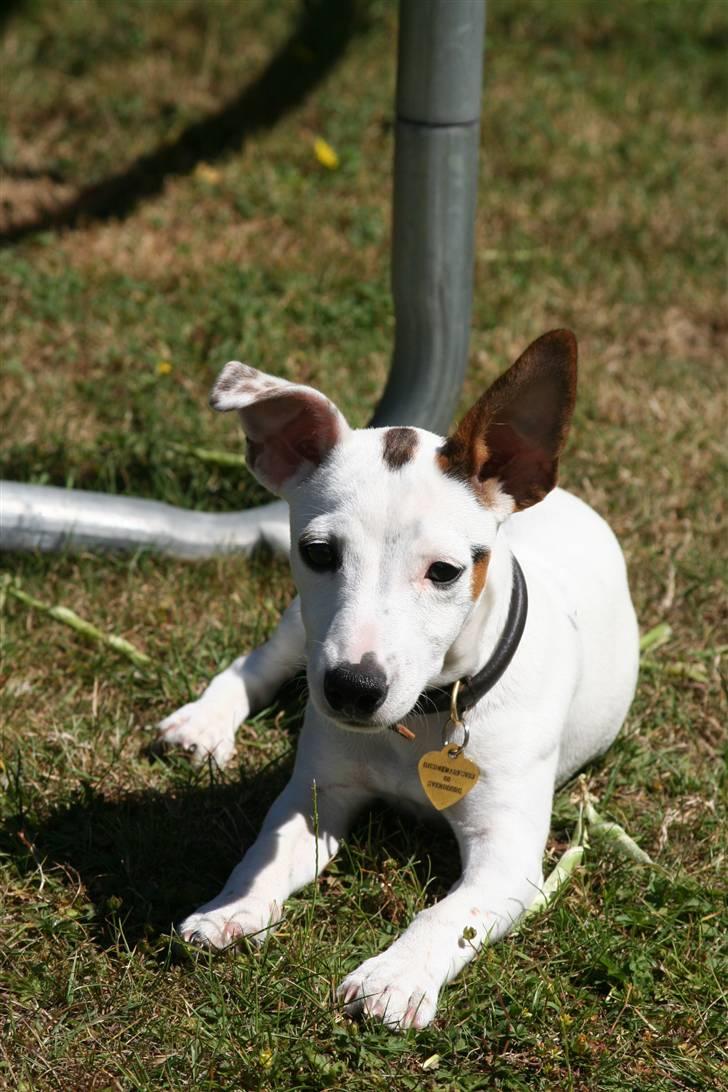 Jack russell terrier *Brænøres Lulu* billede 4