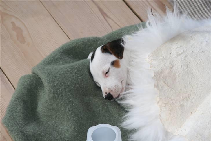 Jack russell terrier *Brænøres Lulu* billede 5