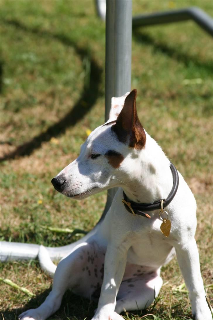 Jack russell terrier *Brænøres Lulu* billede 6