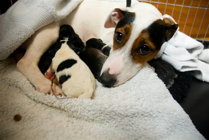 Jack russell terrier <3 sally <3 - så kom hvalpene 5 stk billede 12