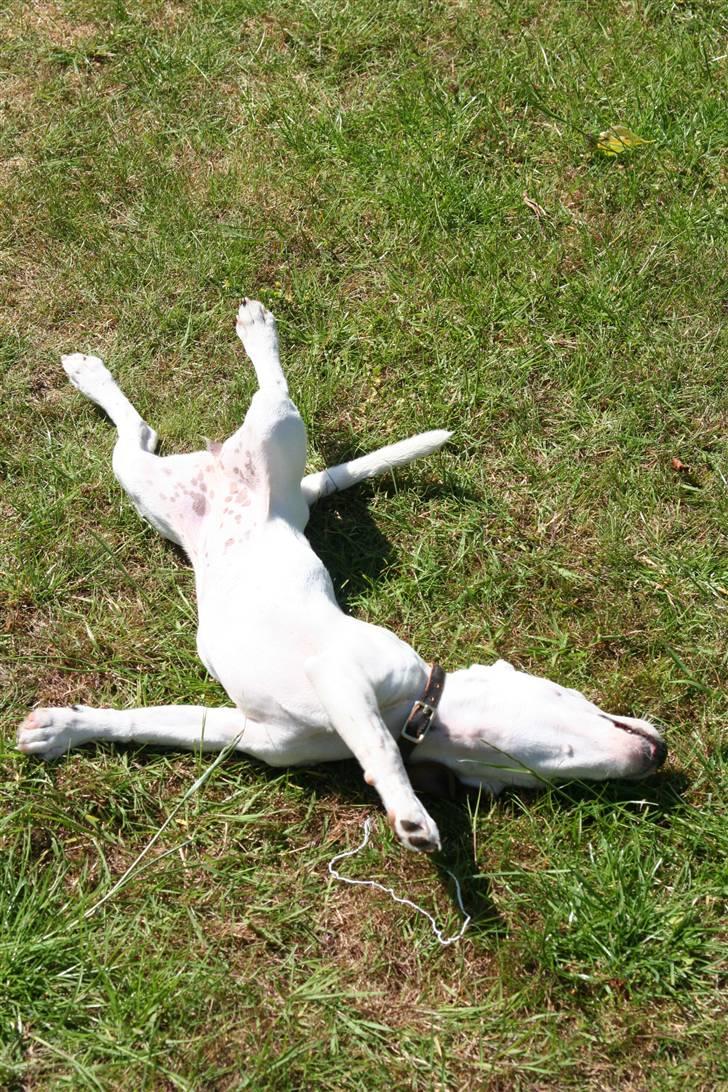 Jack russell terrier *Brænøres Lulu* billede 7