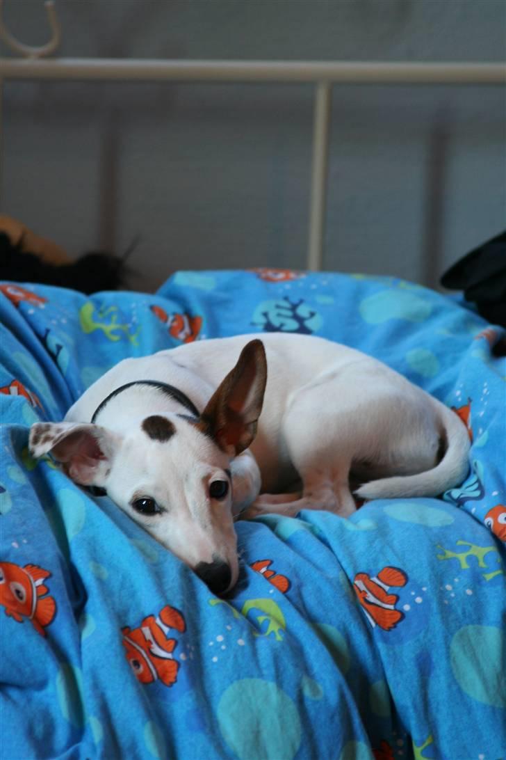 Jack russell terrier *Brænøres Lulu* billede 8