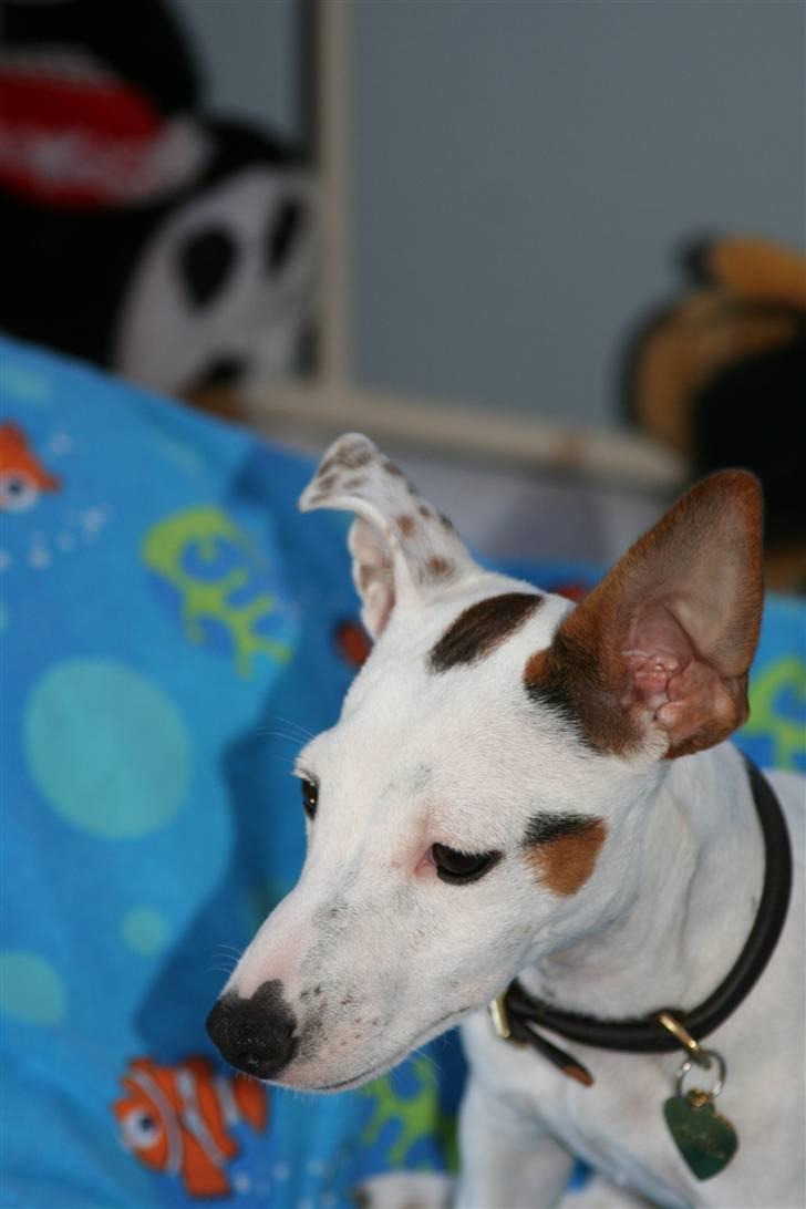 Jack russell terrier *Brænøres Lulu* billede 9