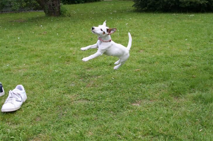 Jack russell terrier *Brænøres Lulu* billede 10