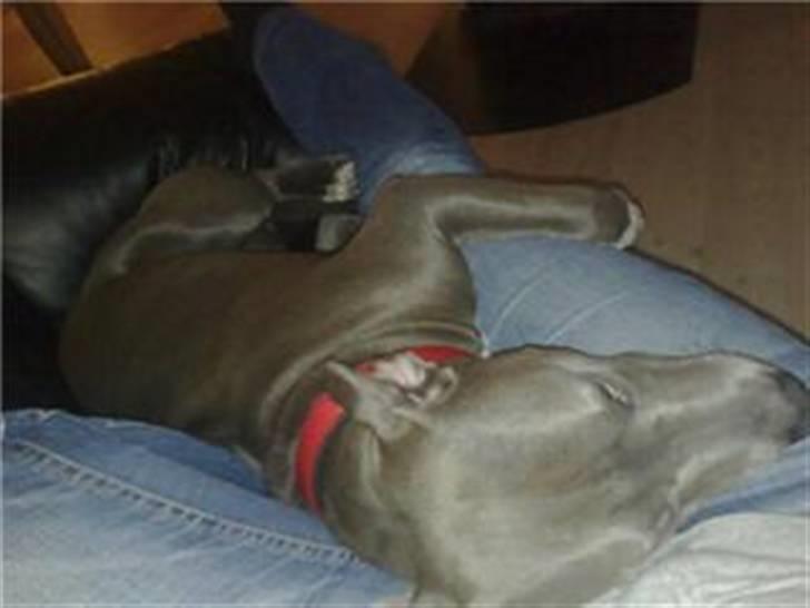 Amerikansk staffordshire terrier Alou billede 17