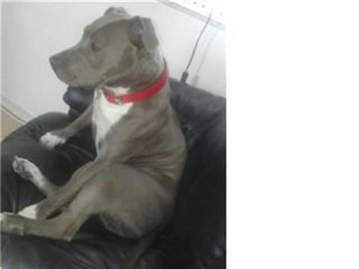 Amerikansk staffordshire terrier Alou billede 18