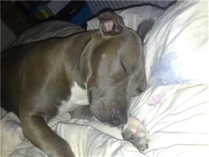 Amerikansk staffordshire terrier Alou billede 19