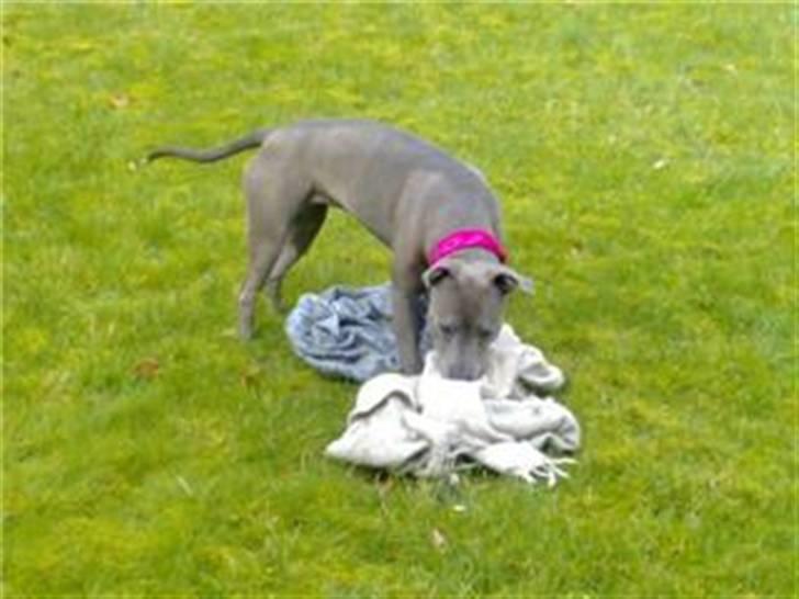 Amerikansk staffordshire terrier Alou billede 20