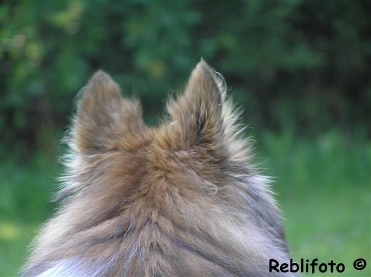 Shetland sheepdog mikkel  (DØD) billede 20