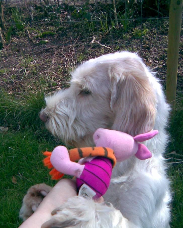 Petit basset griffon wendéen Freja - jegelskerfreja billede 7