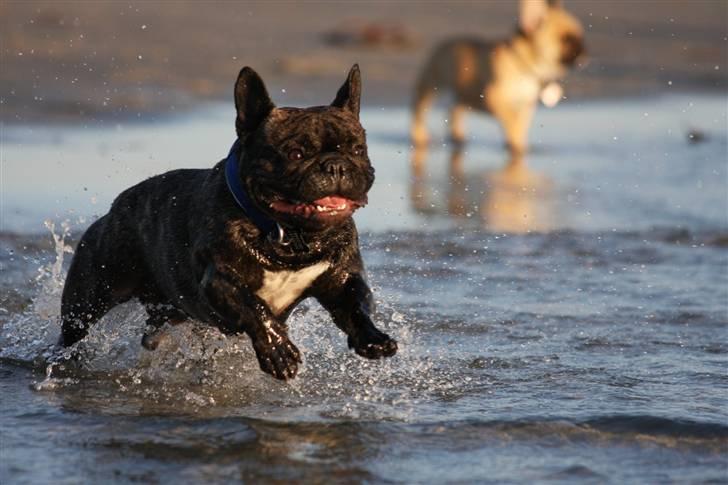 Fransk bulldog Albert - Albert 16 måneder. (Foto: Alex H. Larsen) billede 1