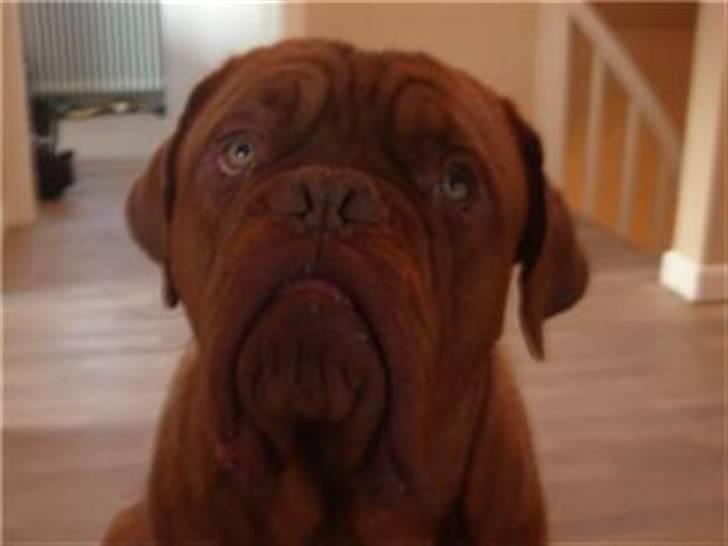 Dogue de bordeaux Santos - Skal jeg gøre noget? ( Han laver hundeøjne ) billede 1
