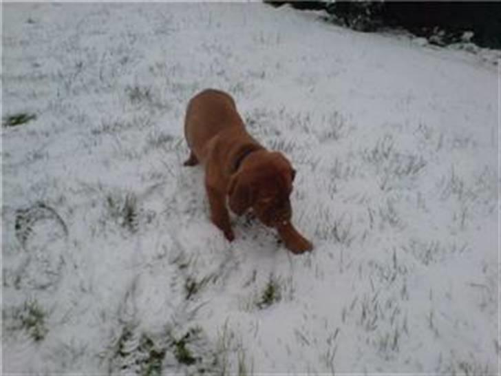 Dogue de bordeaux Santos - Her går jeg i sne´en billede 2