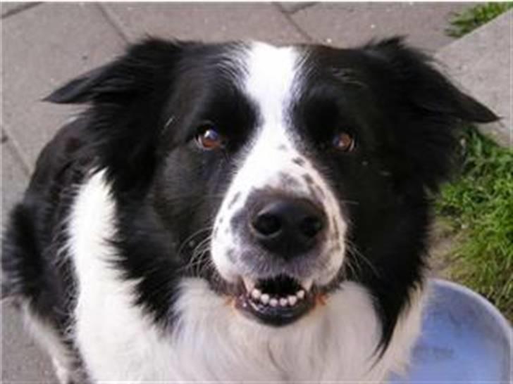 Border collie Lucky *RIP* - Hejsa alle sammen. Jeg er højt elskede af min mor og dybt savnet! billede 1