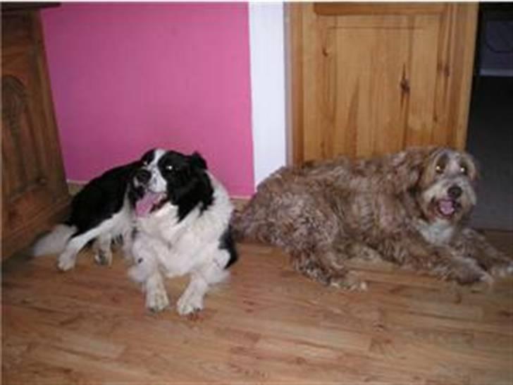 Border collie Lucky *RIP* - Lucky og Bounty billede 5