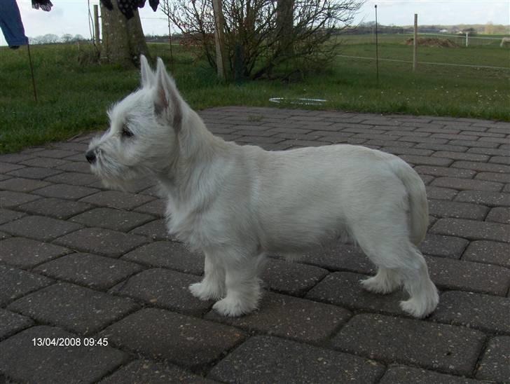 West highland white terrier KIKI - smuk hund ikk´?  billede 7