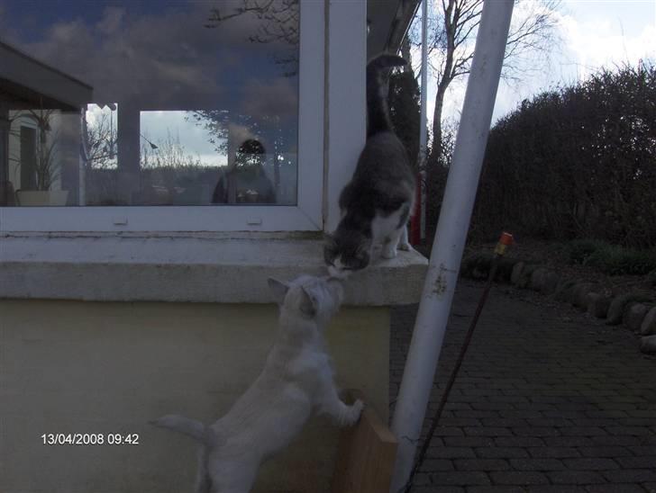 West highland white terrier KIKI - "hva´ er du for en fætter?" billede 8